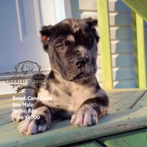 Roy (Cane Corso: Italian Massif)