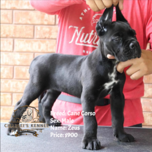 Zeus (Cane Corso)