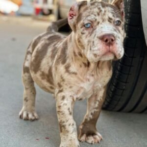 Melanie (Cane Corso)