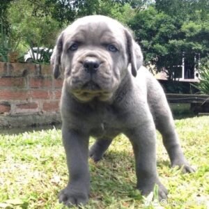 Roxy (Cane Corso)