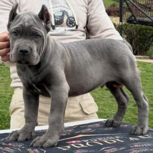 Maxim (Cane Corso)